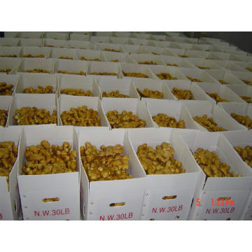 Golden Fornecedor Gengibre fresco (100-250g e acima)